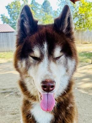 Everett, Husky, young, available for adoption