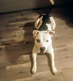 Bullseye, Pit Bull Terrier, young, available for adoption