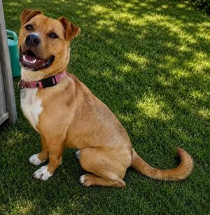 Jiffy, Pit Bull Terrier, young, available for adoption