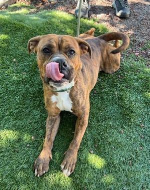 A brown and white dog with a green collar is lying on a grassy area, sticking its tongue out.