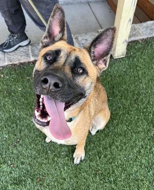 Elsa, Shepherd, young, available for adoption