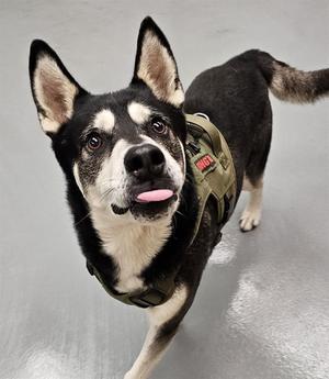 Hugo, Alaskan Malamute, young, available for adoption