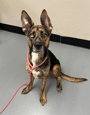 Flower, Shepherd / Pit Bull Terrier, young, available for adoption