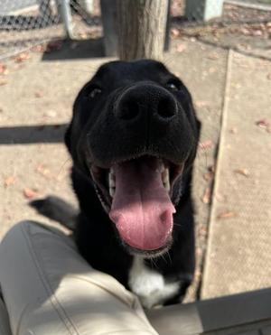 Jace, Black Labrador Retriever, young, available for adoption