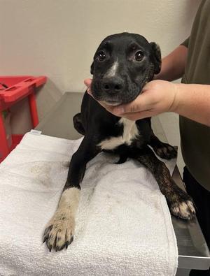 Forest, Pit Bull Terrier, puppy, available for adoption