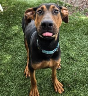 Ruffus, Doberman Pinscher, young, available for adoption