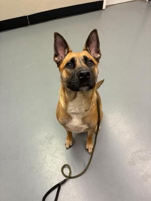 A brown and black dog sitting on a gray floor, looking up with its ears perked up, and a leash attached to its collar.
