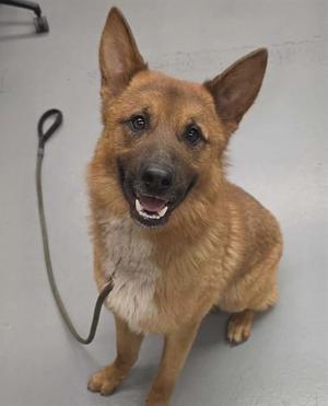 A brown dog with pointed ears and a black nose, sitting on a gray floor with a leash attached to its collar.