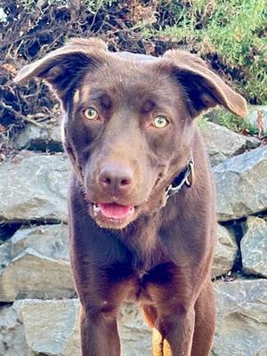 Maybelle, Chocolate Labrador Retriever, young, available for adoption
