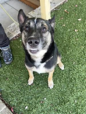 A black and tan dog with a white chest and paws sitting on green artificial grass, looking up at the camera with its mouth slightly open.