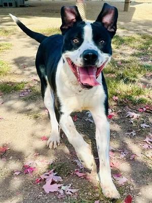 Adam, Pit Bull Terrier, young, available for adoption