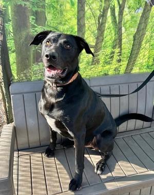 Max, Black Labrador Retriever, young, available for adoption