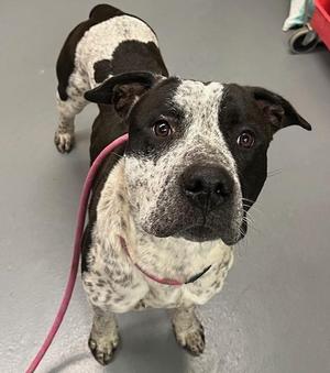 A black and white dog with a pink leash standing on a gray floor.