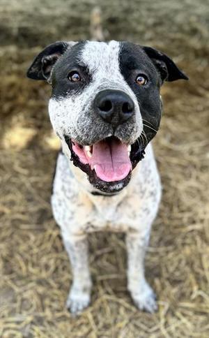 Oreo, Pit Bull Terrier, young, available for adoption