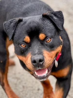 Mateo, Rottweiler, young, available for adoption