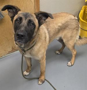Sullivan, German Shepherd Dog, young, available for adoption
