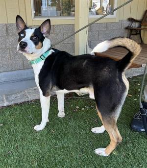 Tango, Staffordshire Bull Terrier, young, available for adoption
