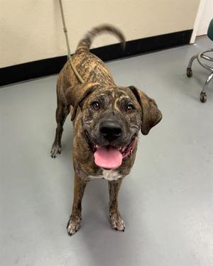 Molly, Plott Hound, adult, available for adoption