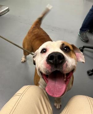 Bart, American Bulldog, young, available for adoption
