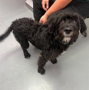 Oliver, Poodle, young, available for adoption