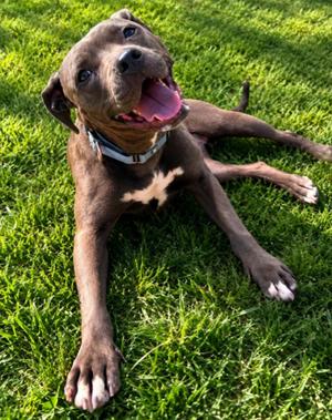 Gwen, Pit Bull Terrier, young, available for adoption