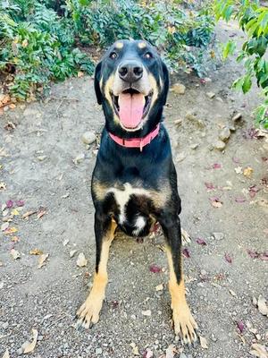Fezzik, Doberman Pinscher / Hound, adult, available for adoption
