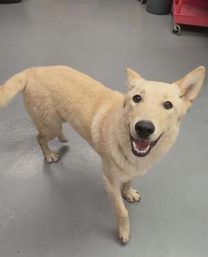A light-colored dog with a happy expression, standing on a gray floor.