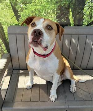 Marley, Pit Bull Terrier, senior, available for adoption