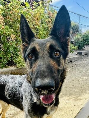 Barbie, Shepherd, adult, available for adoption