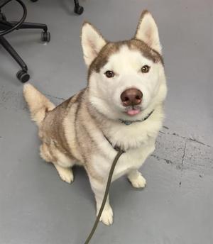 A Siberian Husky dog sitting on a gray floor, wearing a green collar and leash, looking up at the camera with perked ears and a curious expression.