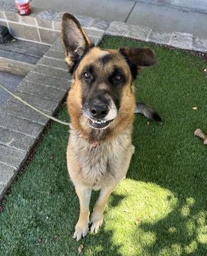 Buddy, German Shepherd Dog, young, available for adoption
