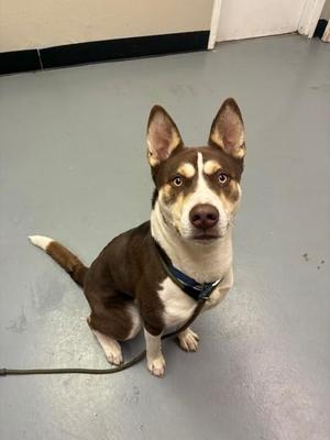 A brown and white dog with pointed ears and a blue collar, sitting on a gray floor.