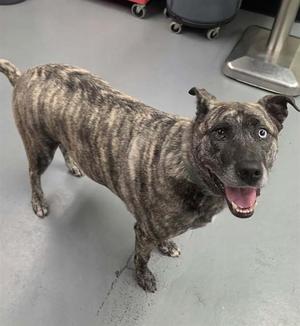 A brindle dog with a happy expression, standing on a gray floor.