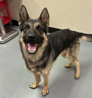 Flint, German Shepherd Dog, young, available for adoption