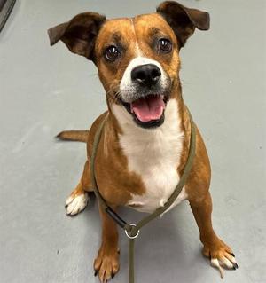 Tadpole, Pit Bull Terrier, adult, available for adoption