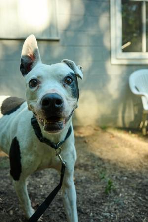 Nelson, Terrier, senior, available for adoption