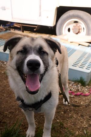 Hoss **Community Post**, Great Pyrenees / Shepherd, young, available for adoption