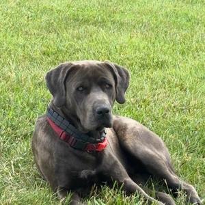 Bowser -- Community Post, Labrador Retriever, adult, available for adoption
