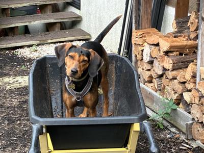 Kenya -- Community Post, Treeing Walker Coonhound / Mountain Cur, adult, available for adoption