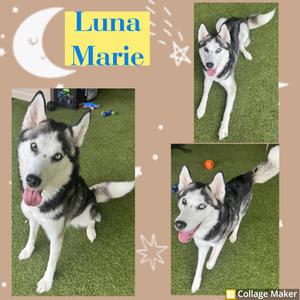 A collage of three images of a husky dog named Luna Marie. The dog has black and white fur, blue eyes, and is shown in different poses on a green surface. The collage includes a crescent moon and stars as decorative elements.