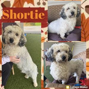 Shortie, Miniature Poodle, adult, available for adoption