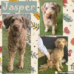 A collage of three photos of a dog named Jasper. The main photo shows Jasper standing on grass, while the other two photos show him sitting and being petted.