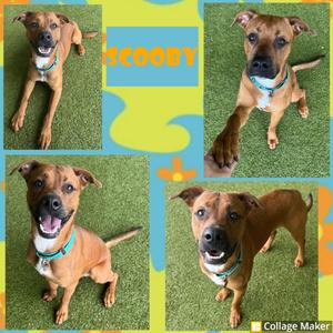 Scooby, Terrier, adult, available for adoption