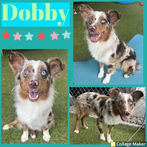 Dobby, Australian Shepherd, adult, available for adoption