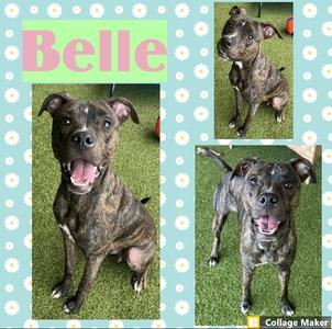 Belle, Terrier, adult, available for adoption
