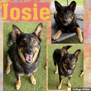 Josie, Shepherd, adult, available for adoption