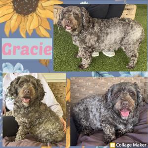Gracie, Miniature Poodle, adult, available for adoption