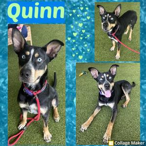 Quinn, Husky / Shepherd, adult, available for adoption