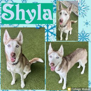 Shyla, Husky, adult, available for adoption