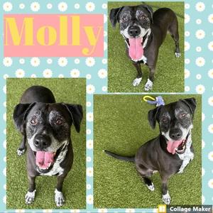 A collage of three photos of a black and white dog named Molly. The dog is shown in different poses, all with its tongue out, on a green artificial grass background. The name "Molly" is written in pink text at the top left corner.